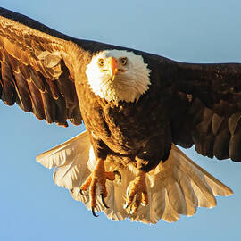 Intense Flight - Square Crop by Mike Lee