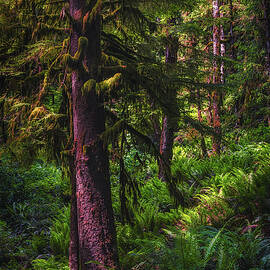 Into the Emerald Woods by Kevin Schwalbe