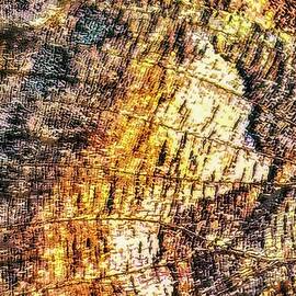 Intricate Butterfly Wing Close-up by Bruce Block