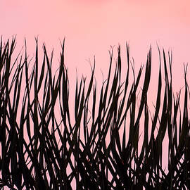 Inverted Silhouette of a Sunset Palm Frond by Joe Schofield
