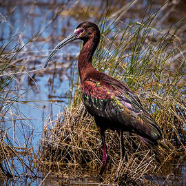 Iridescence by Tim Lyden