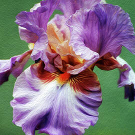 Iris 7B by Sally Fuller
