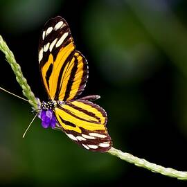 Ismenius Tiger Butterfly by KJ Swan