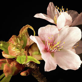 Isolated Cherry Blossom by Steven Nelson