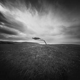 Isolated - Windswept Tree On Went Hill by Will Gudgeon