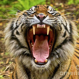 A Big Yawn by Abigail Diane Photography
