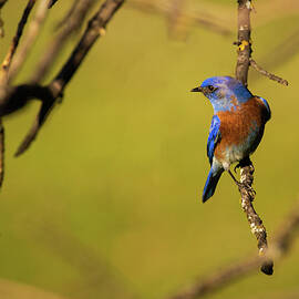 It's a Bluebird Day by Mike Lee