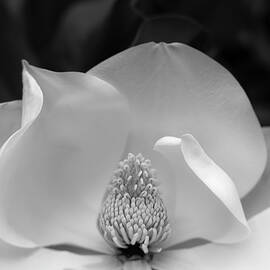 Ivory Elegance - BW by Maryanne Keeling