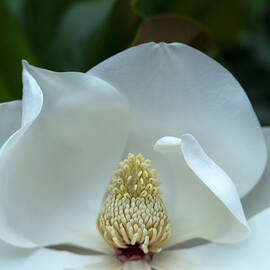 Ivory Elegance by Maryanne Keeling