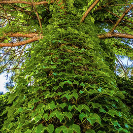 Ivy Tree Salt Lake City Utah by Tommy Farnsworth