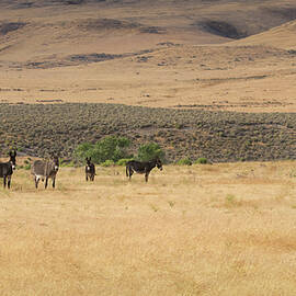 Jack and his Jills - Lassen County California by Mike Lee
