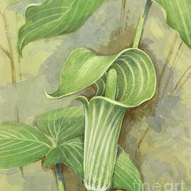 Jack-In-The-Pulpit by Gordon Beningfield
