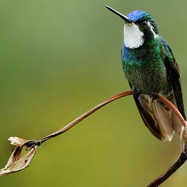 Jacobin on a Delicate Twig by Jean Noren