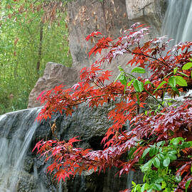 Japanese Garden Waterfall Albuquerque by Mary Lee Dereske