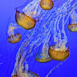 Jellies in Blue by Matt Halvorson