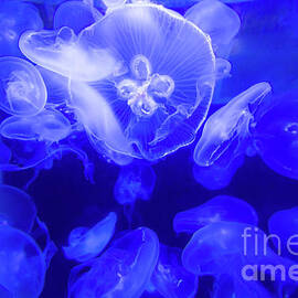 Jellyfish in the Water by Beachtown Views