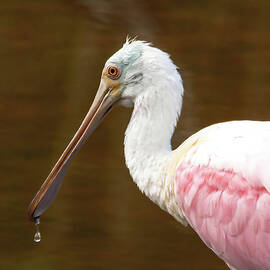 Roseate Spoonbill Close Up Portrait by Rebecca Herranen