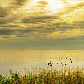 Jockey's Ridge Geese by David Fountain