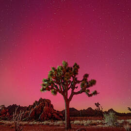 Joshua Tree with Aurora Borealis 1 by Bruce Feagle