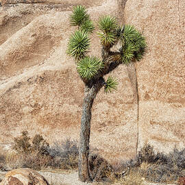 Joshua Tree with Rock by Alison Frank