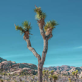 Joshua Tree with Turquoise Sky by Alison Frank