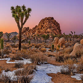 Joshua Trees at Dusk by Kelley King
