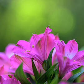 Joy in Bloom by Maryanne Keeling