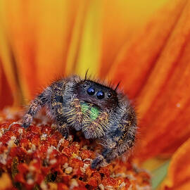 Jumping Spider on Vibrant Flower by Mary Jo Allen
