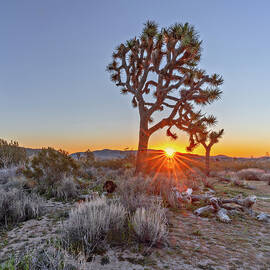 June 2019 Joshua Tree by Alain Zarinelli