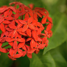 Jungle Geranium Blossom by Nancy Gleason