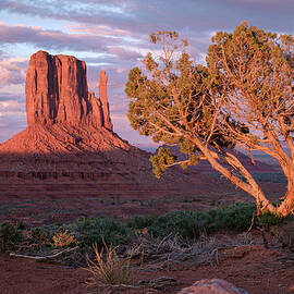 Juniper at Monument Valley Utah by Mary Lee Dereske