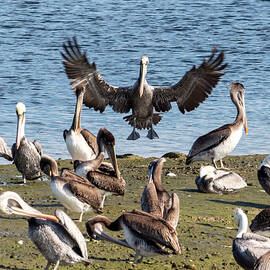 Just Act Like You Don't See Him by Joe Schofield