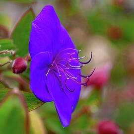 Just Another Flower by Tommy Farnsworth