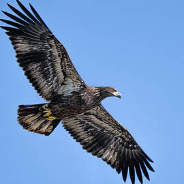 Juvenile Bald Eagle by James Overesch