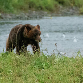 Juvenile Brown Bear on the Bank of Pack Creek, Alaska by Nancy Gleason