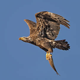 Juvenille Bald Eagle  by Susan Candelario