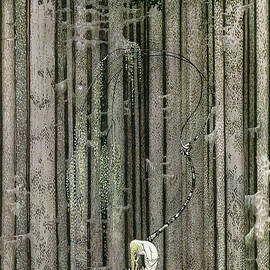 Kay Nielsen illustrations - East of the Sun and West of the Moon, resting in the woods by Kay Nielsen