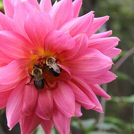 Keeping Beezy by KC Hulsman