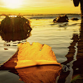 Kelp At Low Tide. by Jeff Sinon