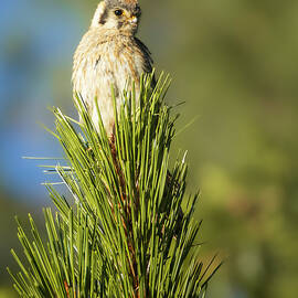Kestrel Portrait in Golden Light - Lassen County California by Mike Lee