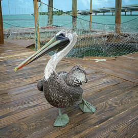 Key Largo Pelican by Rebecca Herranen