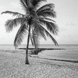 Key West Palm Tree Vertical Black and White by Paul Velgos