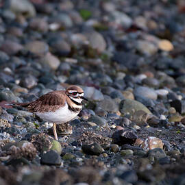 Killdeer on the Beach at Carkeek Park in Seattle by Nancy Gleason