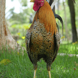 King of the Park by Richard Reeve