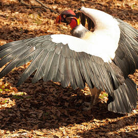 King Vulture 3 Strutting by Flees Photos