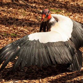 King Vulture 4 Strutting by Flees Photos