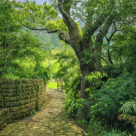 Kirstenbosch Garden by Steven Dos Remedios