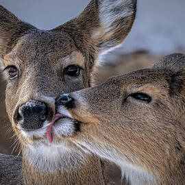 Kiss by James Overesch