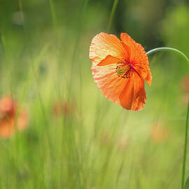 Kissed By Sun by Elvira Peretsman