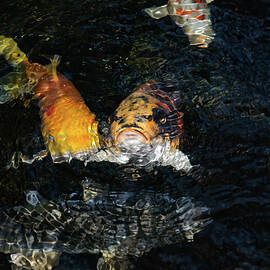 Koi in a pond 01 by Flees Photos